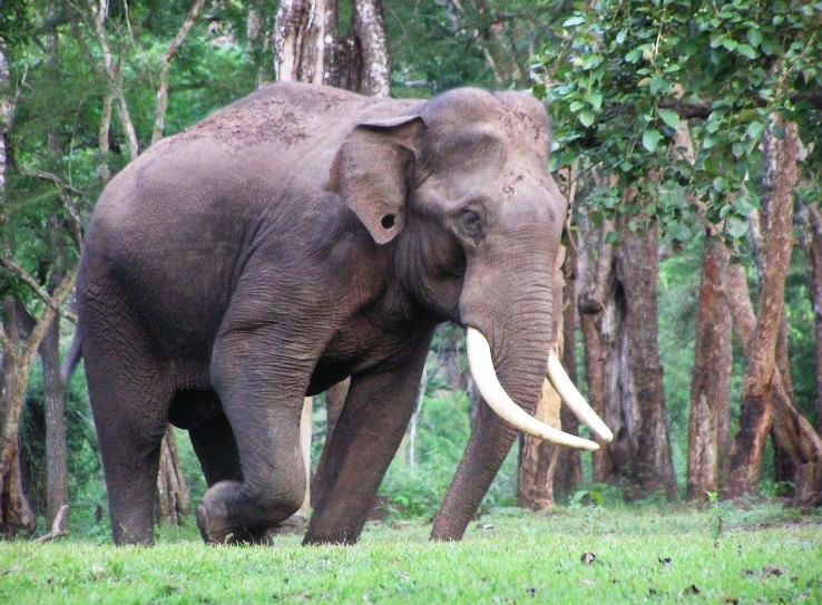 20- Dandeli Wildlife Sanctuary